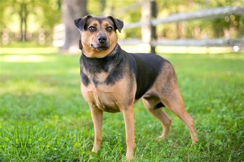 hound mix dog characteristics.